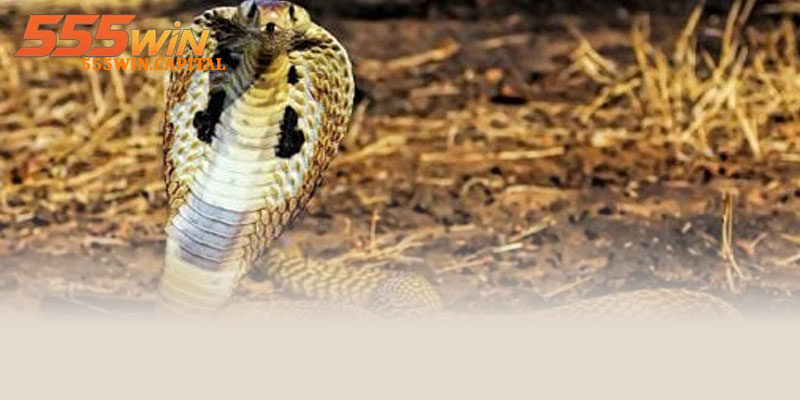 Mơ Thấy Rắn – Giải Mã Giấc Mơ Và Số May Mắn 4 Các Lời Khuyên Khi Mơ Thấy Rắn